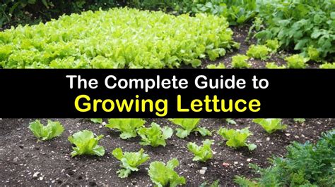 Growing Lettuce - Clever Tricks for Thriving Lettuce Plants