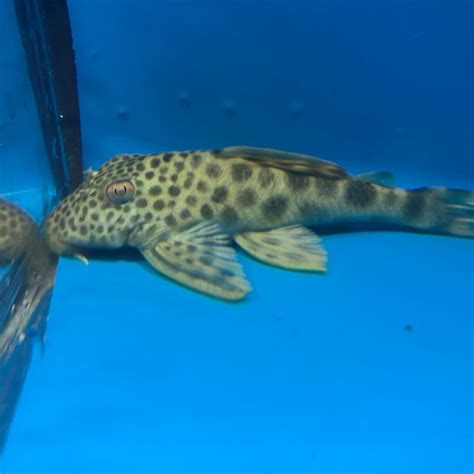 Yellow leopard pleco L075 for sale - Exotic Fish Shop - 774-400-4598