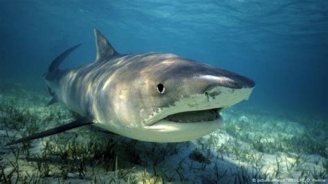 Australia tiger sharks killed after attack on tourists near Great ...