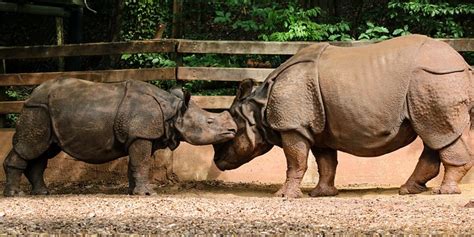 40+ Free Indian Rhino & Indian Rhinoceros Images - Pixabay