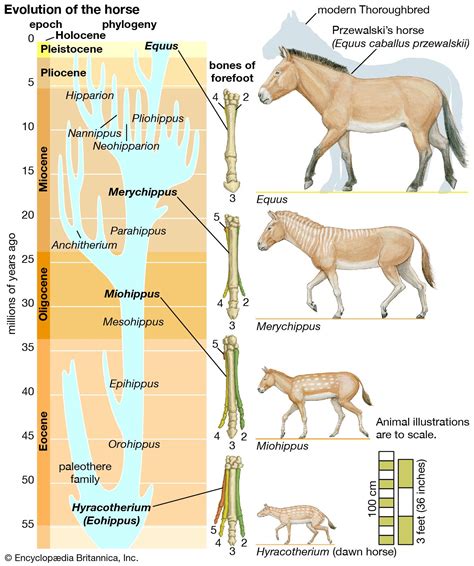 Evolution - Fossils, Species, Adaptation | Britannica