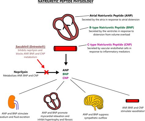 Natriuretic peptide illustration