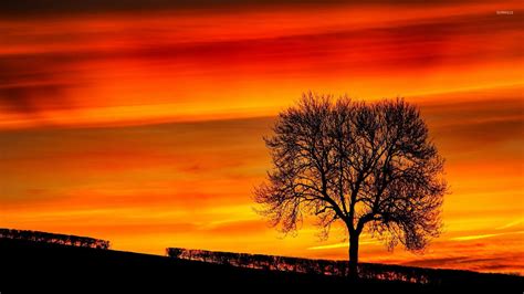 Tree In Sunset Wallpapers - Wallpaper Cave