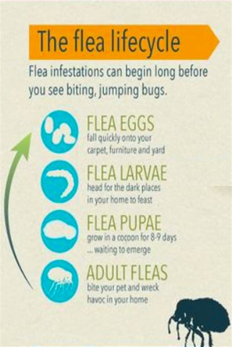 How to Get Rid of Fleas | Safeguard Pest Control | Sunshine Coast