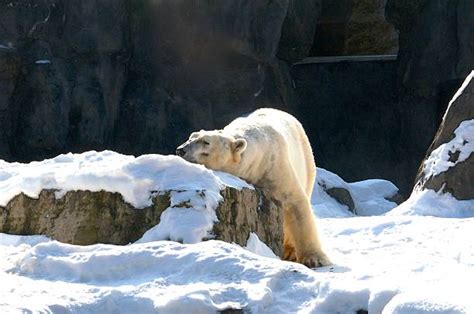 70+ Polar Bear Napping Stock Photos, Pictures & Royalty-Free Images ...