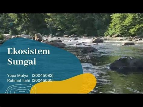 Ekosistem Sungai - YouTube