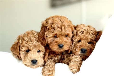 Golden River Puppies - Miniature Goldendoodle Puppies for Sale