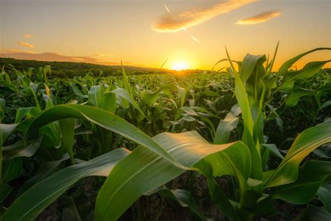 Sunset Corn Field Images – Browse 123,754 Stock Photos, Vectors, and ...