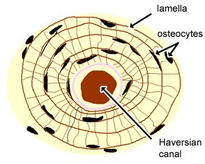 Diagram Of Compact Bone