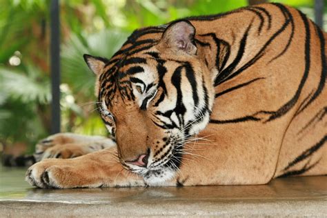 Pin de Bruno Ramos Lara en Fotos | Tigre de bengala, Fotos de animales y Animales