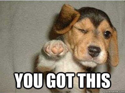 you got this dog meme - Google Search | Funny dog memes, Dog memes, Cheer up funny