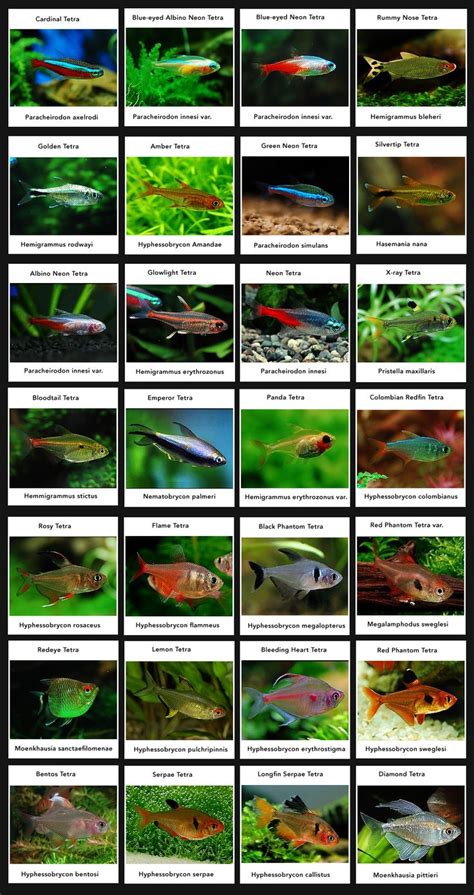 Tetras (For Classic South American Community Aquarium) | Tropical fish ...