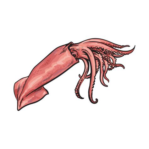 Squid Eye Illustrations, Royalty-Free Vector Graphics & Clip Art - iStock