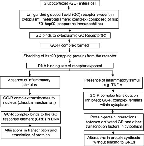 Proposed mechanism of action of topical corticosteroids | Download ...