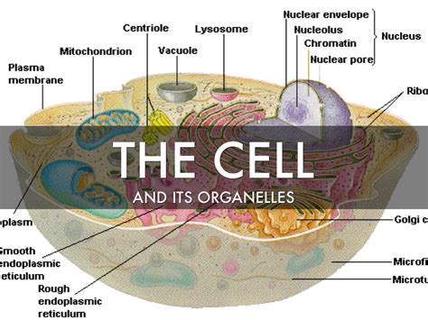 Cell Organelles by Marcus Bilky