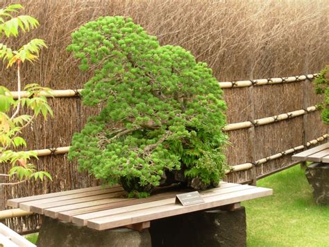 The watering of your bonsai must never be neglected. Apply water when the soil appears dry ...