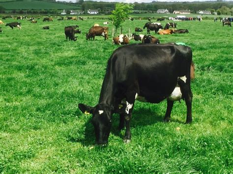 Crossbred dairy cows drive up profit by €162/lactation - Agriland.ie