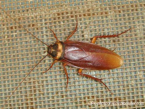 American Cockroach-Periplaneta americana | Nature, Cultural, and Travel ...