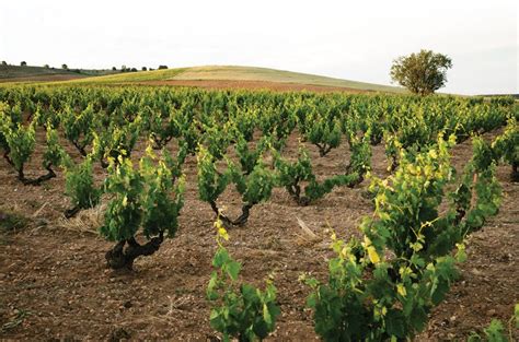 Ribera del Duero red wines: Purity and power - Decanter