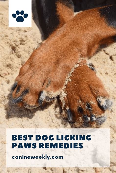 Yeast Infection on Dog Paws: Are There Any Home Remedies? | Itchy dog remedies, Dog allergies ...