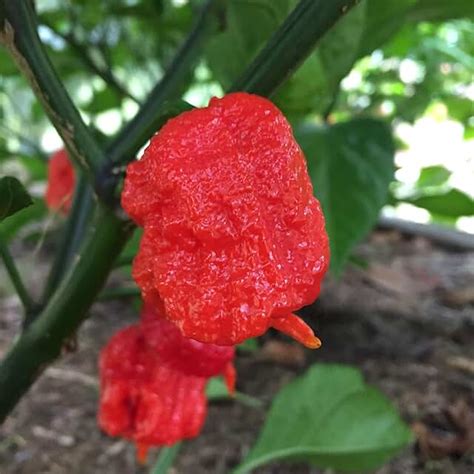 Amazon.ca: Carolina Reaper Seeds