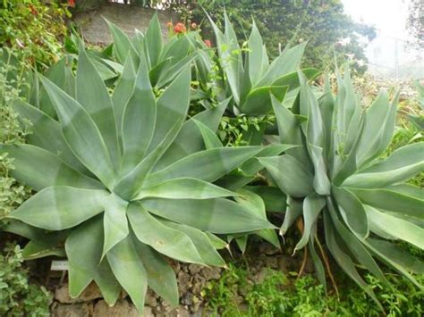 Agave attenuata - True Green Nursery