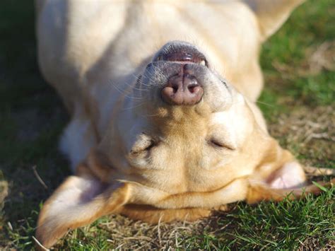 7 Facts Behind Dog Snoring | UK Pets