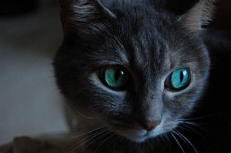 Cat with teal eyes | Cat aesthetic, Cats, Cats and kittens