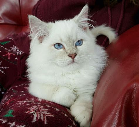 Meet Buster, our majestic mitted lilac point Ragdoll kitten with electric blue eyes • /r/aww ...