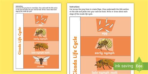 Cicada Life Cycle Flapbook (teacher made) - Twinkl