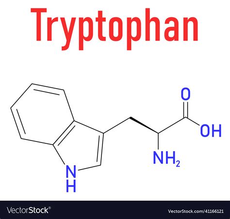 Tryptophan amino acid molecule skeletal formula Vector Image