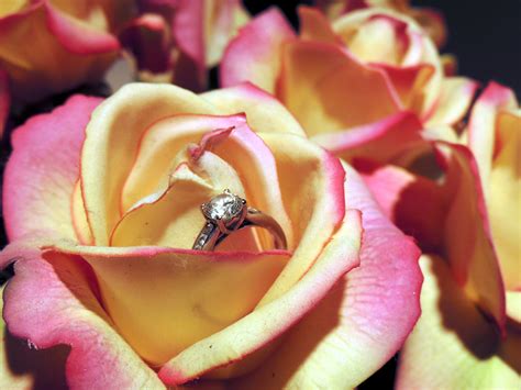 Engagement Ring In Roses Free Stock Photo - Public Domain Pictures