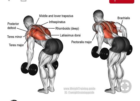 Tone up Tuesday muscle of the week your latissimus dorsi. This a great ...