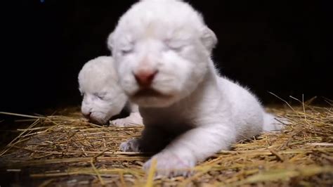 White Lion Animal Cubs