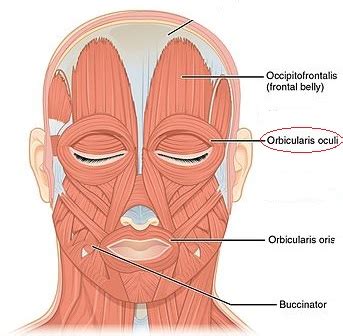 Orbicularis Oculi Muscle: Innervation, Origin & Insertion | Study.com