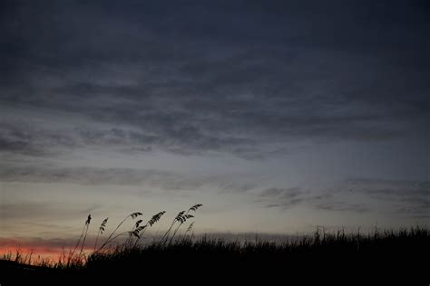 Free picture: sea, oats, silhouetted, sunset