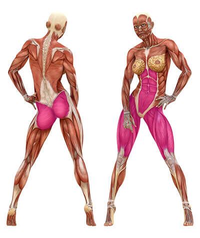 What Muscles Do Squats Work? A Complete Guide To Benefits And Variations | Lipstick Lifters