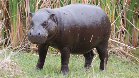 Help Save the Pygmy Hippo | Crowd Research at UWA