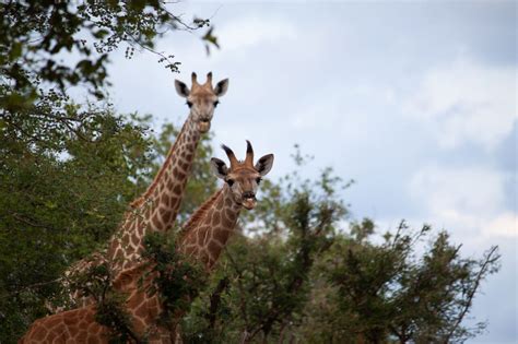 16 Kruger Safari Tips to See More Animals and Have a Better Trip