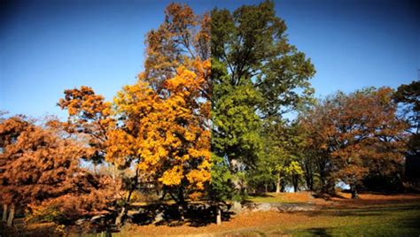 Meticulous Time Lapse of Central Park Fall Colors | Fstoppers