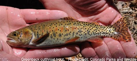 Greenback Cutthroat Trout – Western Native Trout