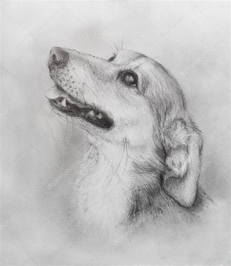 Dog Pencil Sketch