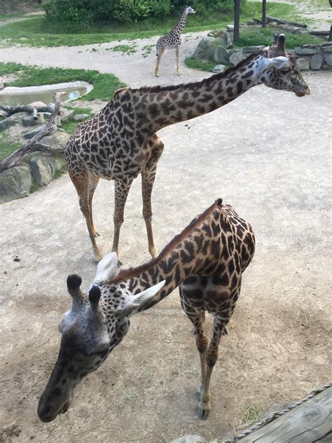 My favorite stop at the Cincinnati Zoo : r/aww