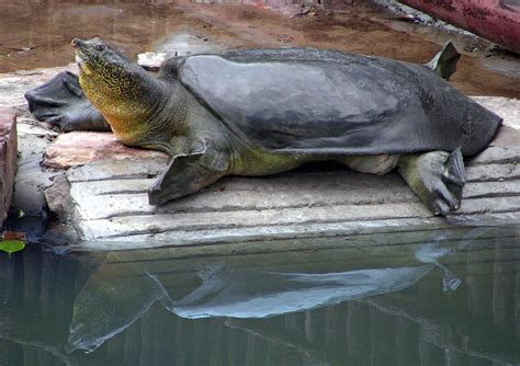 Yangtze giant softshell turtle - Wikipedia