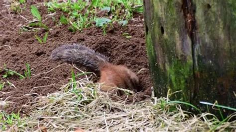 Chipmunk Digs Hole Ground Create Underground Burrow Hole Close Mossy ...