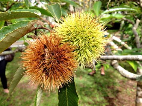 Castanha Portuguesa – Farmácia da Natureza