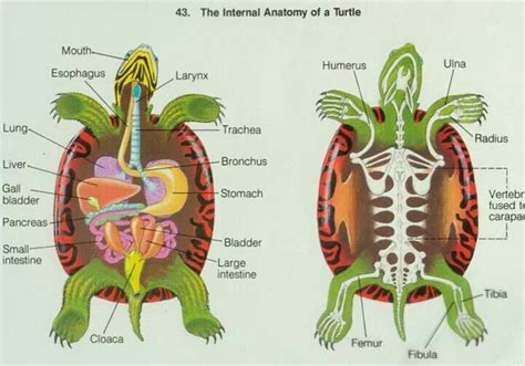 Turtle Anatomy | Turtle habitat, Pet turtle, Vet medicine