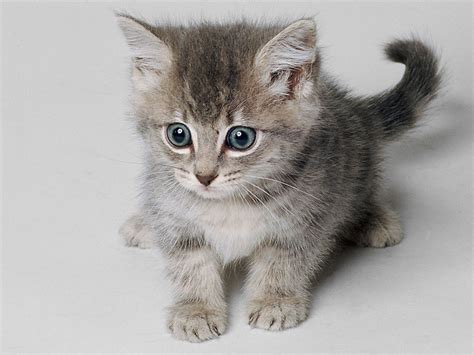 Imagenes de gatitos y perritos tiernos bebés - Imagui