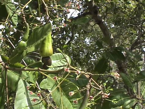 Cashew Tree: Pictures, Facts Photos On Cashew Trees