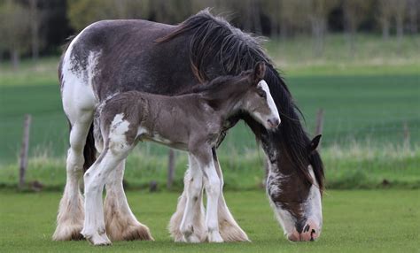 Delight as heavy horse centre welcomes rare black Clydesdale filly ...